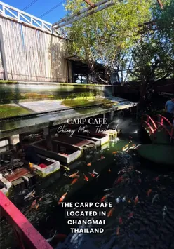 Diners enjoying immersive meals at Chiang Mai's unique restaurant with sunken tables and carp fish.